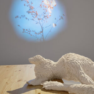 3 BGF3369 FOKSAL Mroz 1 Web